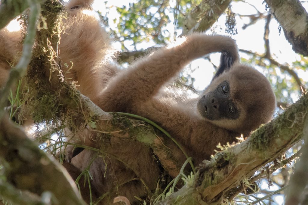 Macaco